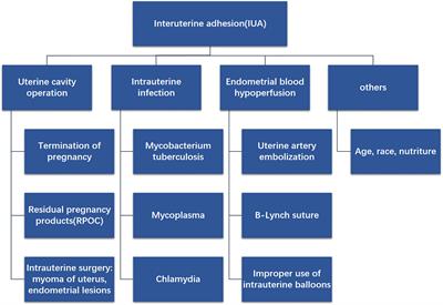 The Latest Developments in Immunomodulation of Mesenchymal Stem Cells in the Treatment of Intrauterine Adhesions, Both Allogeneic and Autologous